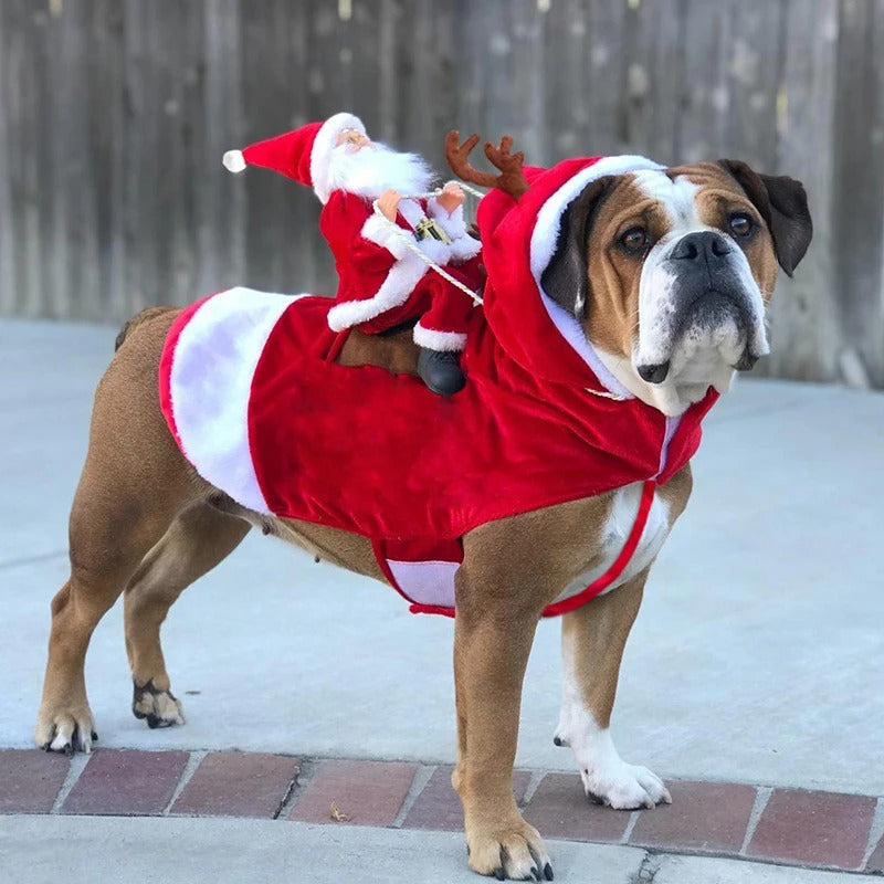 Chien portant le déguisement Père Noël traîneau rouge classique