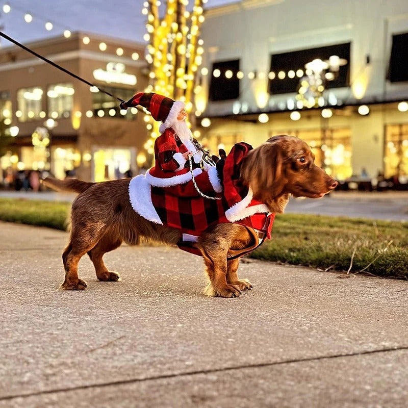Teckel en promenade avec le style Tartan